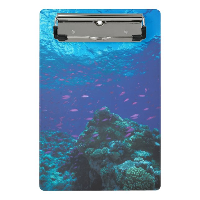 Australia, Great Barrier Reef. Swarming Purple Mini Clipboard (Front)