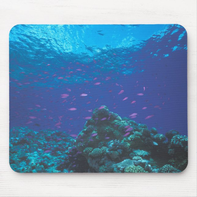 Australia, Great Barrier Reef. Swarming Purple Mouse Mat (Front)