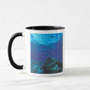 Australia, Great Barrier Reef. Swarming Purple Mug