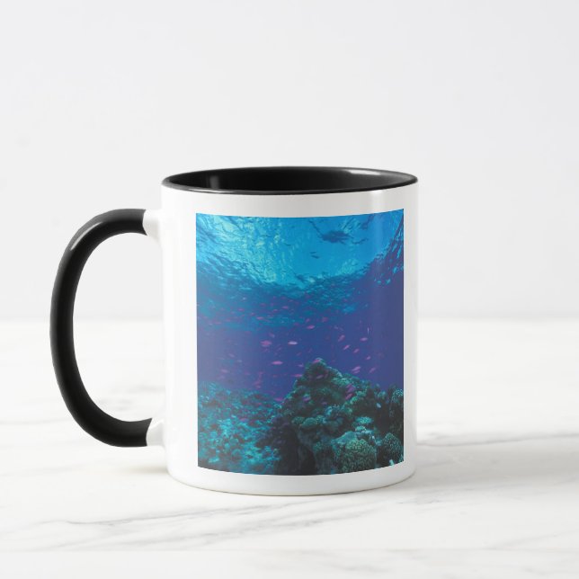 Australia, Great Barrier Reef. Swarming Purple Mug (Left)