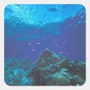 Australia, Great Barrier Reef. Swarming Purple Square Sticker