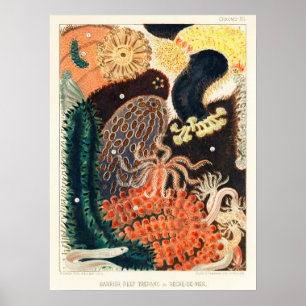 Australia, Great Barrier Reef vintage art ポス Poster