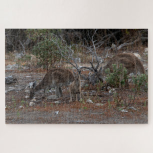 Australia Kangaroo Family: Mum, Dad, Baby Joey Jigsaw Puzzle