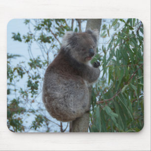 Australia Kangaroo Island Cute Koala in a Tree Mouse Mat