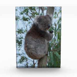 Australia Kangaroo Island Cute Koala in a Tree Photo Block