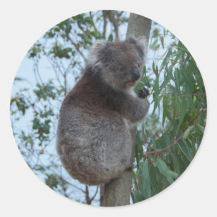 Australia Kangaroo Island Koala in a Tree Classic Round Sticker