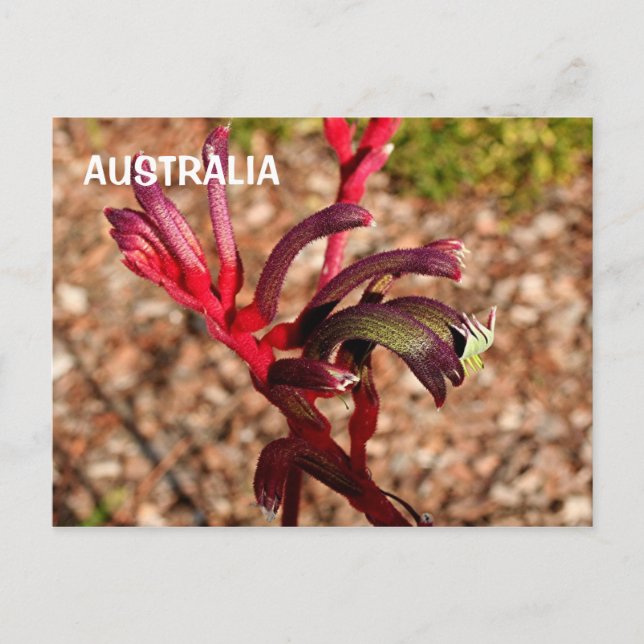 Australia: Kangaroo Paw flower in bloom 2 Postcard (Front)