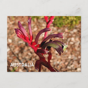 Australia: Kangaroo Paw flower in bloom 2 Postcard
