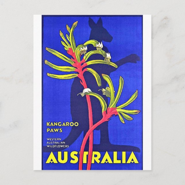Australia, kangaroo paws, Australian wildflowers Postcard (Front)