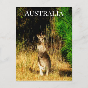 Australia Kangaroo Postcard