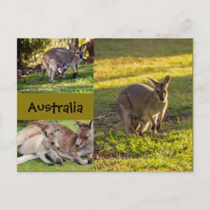 Australia: kangaroos, mothers and joeys postcard