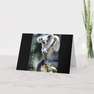 Australia Koala Bear Card