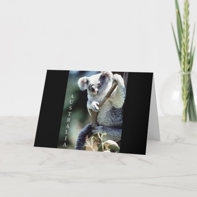Australia Koala Bear Card (Front)