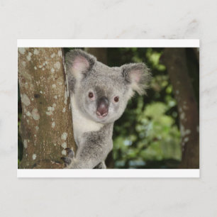 Australia koala bear cute animal postcard