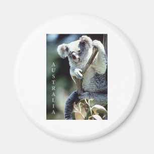 Australia Koala Bear Magnet