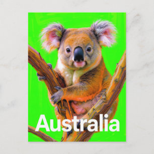 Australia Koala Bear Pop Art Postcard