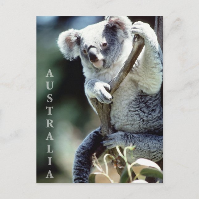Australia Koala Bear Postcard (Front)
