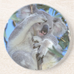 Australia, Koala Phasclarctos Cinereus) Coaster