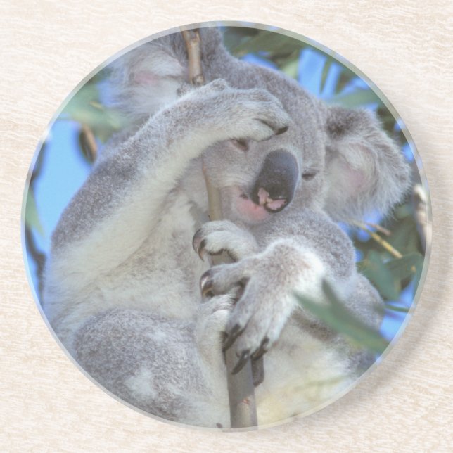 Australia, Koala Phasclarctos Cinereus) Coaster (Front)