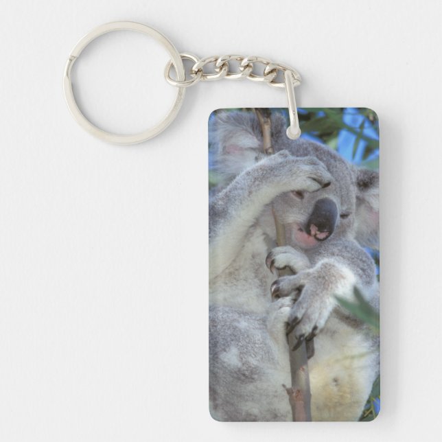 Australia, Koala Phasclarctos Cinereus) Key Ring (Front)