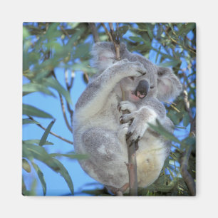 Australia, Koala Phasclarctos Cinereus) Magnet