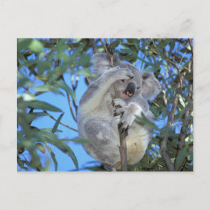 Australia, Koala Phasclarctos Cinereus) Postcard