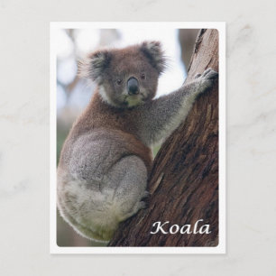 Australia - Koala - Postcard