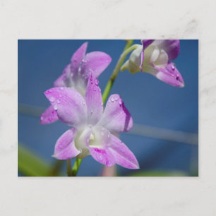 Australia, Northern Territory, Darwin Postcard