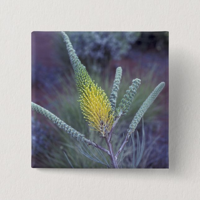 Australia, NT, near Ayers Rock. Springtime bloom 15 Cm Square Badge (Front)