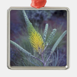 Australia, NT, near Ayers Rock. Springtime bloom Metal Tree Decoration