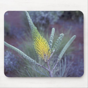 Australia, NT, near Ayers Rock. Springtime bloom Mouse Mat