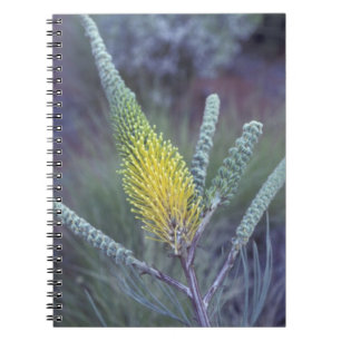 Australia, NT, near Ayers Rock. Springtime bloom Notebook