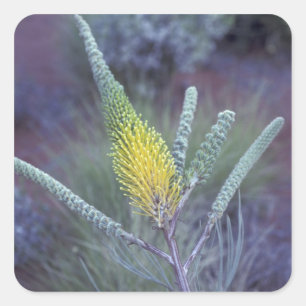 Australia, NT, near Ayers Rock. Springtime bloom Square Sticker