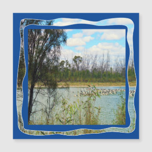 Australia Pelican Flock River Murray,