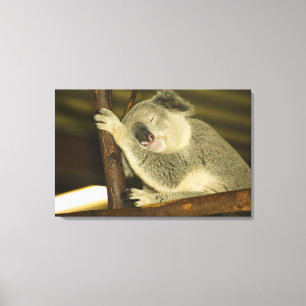 Australia, Queensland, Brisbane. Fig Tree Canvas Print