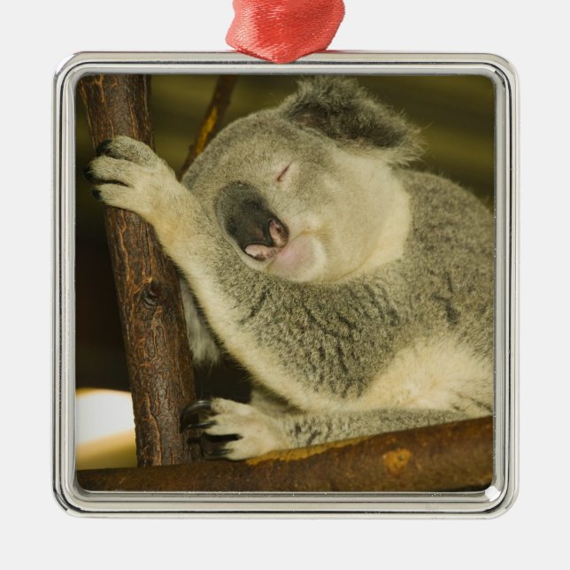 Australia, Queensland, Brisbane. Fig Tree Metal Tree Decoration (Front)