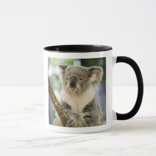 Australia, Queensland, Brisbane, Fig Tree Mug