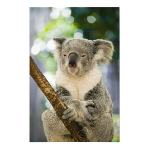 Australia, Queensland, Brisbane, Fig Tree Photo Print