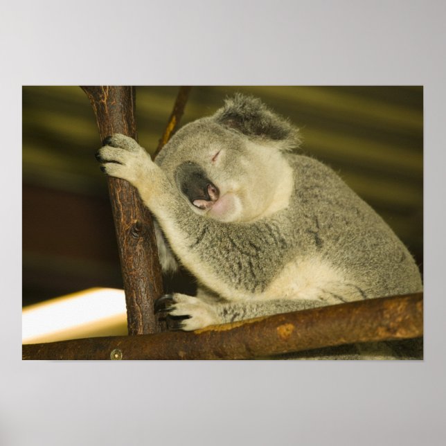 Australia, Queensland, Brisbane. Fig Tree Poster (Front)