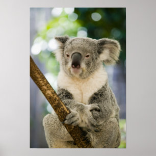 Australia, Queensland, Brisbane, Fig Tree Poster