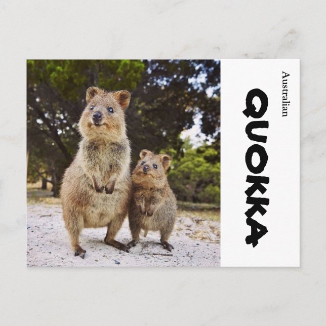 Australia Quokka Postcard (Front)