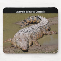 Australia Saltwater Crocodile