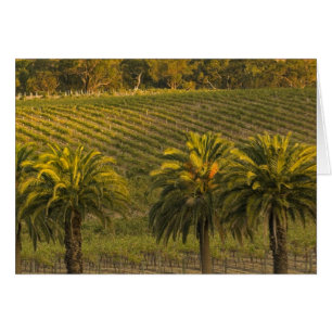 Australia, South Australia, Barossa Valley,