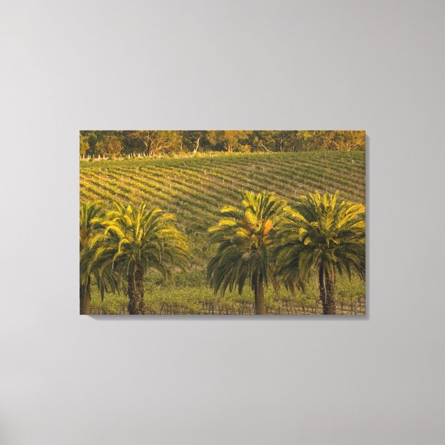 Australia, South Australia, Barossa Valley, Canvas Print (Front)