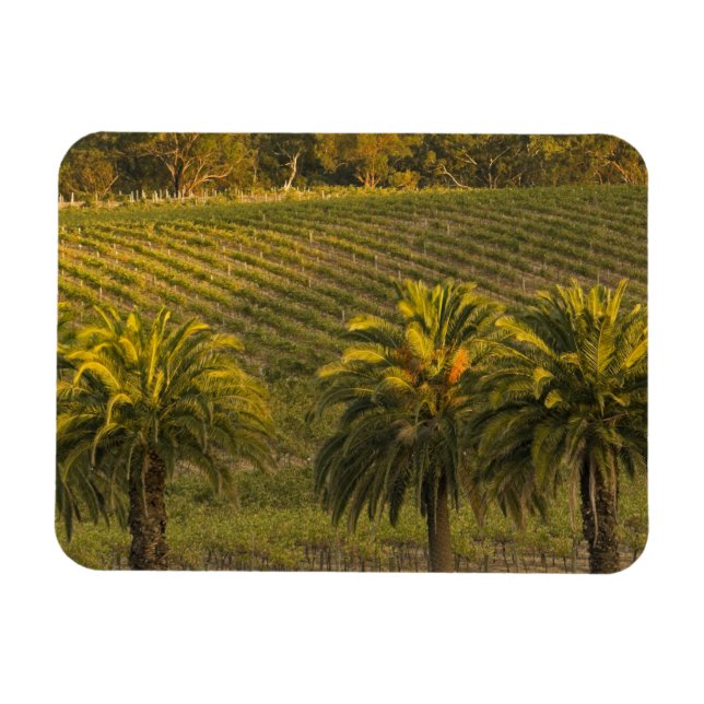 Australia, South Australia, Barossa Valley, Magnet (Horizontal)