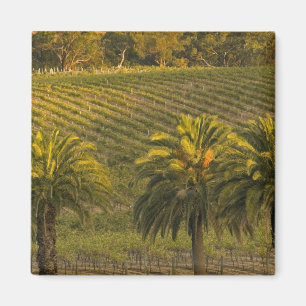 Australia, South Australia, Barossa Valley, Magnet