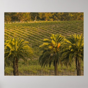 Australia, South Australia, Barossa Valley, Poster