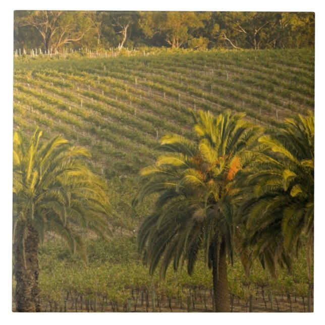 Australia, South Australia, Barossa Valley, Tile (Front)