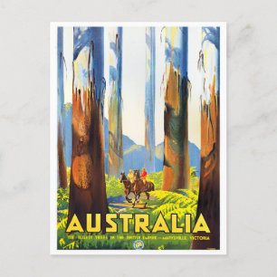 Australia tallest trees vintage travel postcard