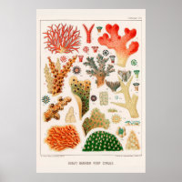 Australia Vintage Great Barrier Reef Coral